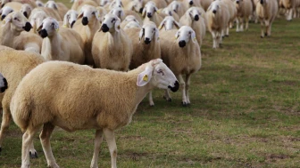 Hayvancılıkta umut kalmadı