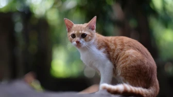 Royal Canin araştırması: kedi ve köpeklerin %40’ı fazla kilolu veya obez