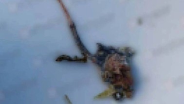 Fabrika yemeğinden fare çıktı! Yutmak üzereyken fark etti