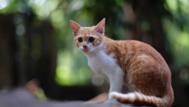 Royal Canin araştırması: kedi ve köpeklerin %40’ı fazla kilolu veya obez