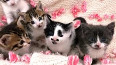 Kedilerin Gizli Dünyasına Yapay Zeka Merceği