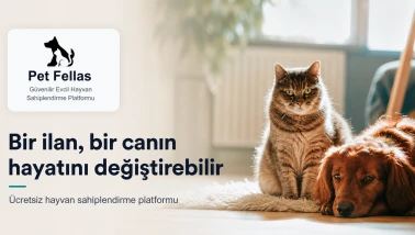 İstanbul’da Yuva Bekleyen Hayvanlar İçin Küçük Ama Değerli Bir Umut