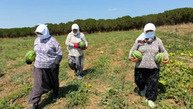 Tarımsal Üretim ve Araştırma Merkezi’nde Karpuz Hasadı Gerçekleştirildi