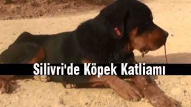 Silivri'de Köpek Katliamı