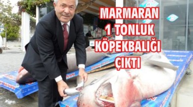MARMARAN 1 TONLUK KÖPEKBALIĞI ÇIKTI