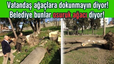 Osuruk ağacı mı yoksa..!
