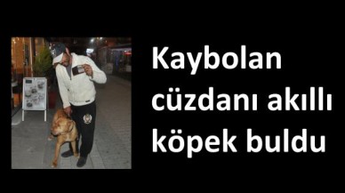 Akıllı köpek Tayni’den örnek davranış