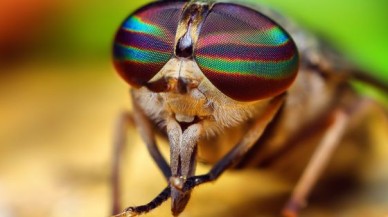 Sinek ısırıklarına dikkat!