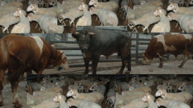 Çekmece Et’in, kurbanlıkları kapış kapış