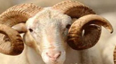 Kurban Bayramı için dünyada 3 ayrı tarih