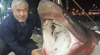 Beylikdüzü açıklarında dev köpek balığı yakalandı