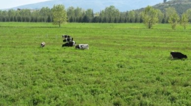 KİRAYA VERİLEN ÇAYIR ARAZİSİNE VALİLİK ENGELİ