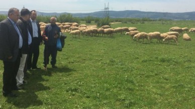 Meralar yine Hayvanlara kaldı !