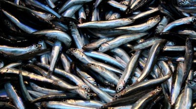 Marmara'da Hamsi Katliamı Yapılıyor