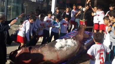 ÖĞRENCİLER KÖPEKBALIKLARINI İNCELEDİ