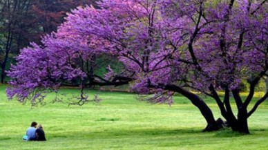 İkinci cemre de düştü