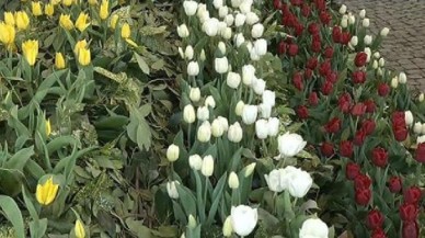 İstanbulda Lale Festivali başladı