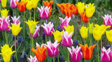 İstanbul’da lale devri