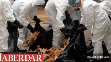 İstanbulda Kuş Gribi Paniği