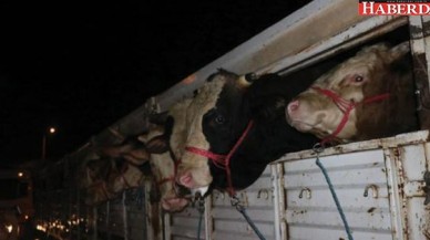 İlk kurbanlıklar İstanbula geldi