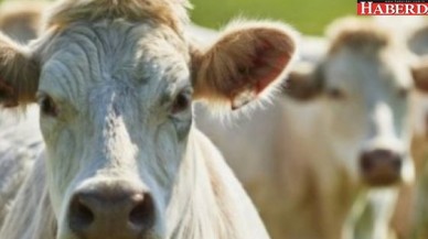 Dikkat! O gıdalarda da şarbon riski var