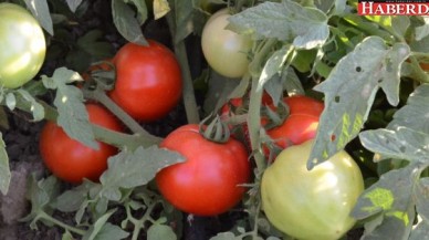 SİLİVRİ’DE DOMATES FESTİVALİ HEYECANI