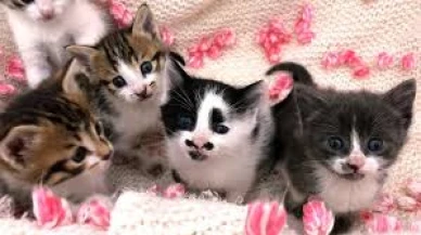 Kedilerin Gizli Dünyasına Yapay Zeka Merceği