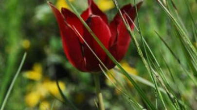 Kayıp lale aranıyor