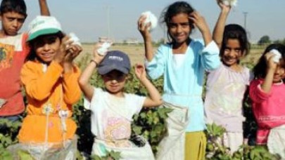 Şanlıurfa'da tarlalar dolu, sınıflar boş!