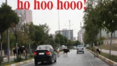 İnekler Beylikdüzü'nde...