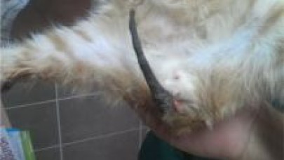 Yavru kedinin kuyruğunu yaktılar…