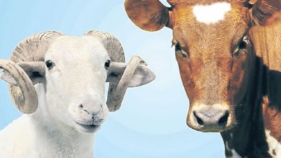 Bu Yılın İlk Kurbanlık Fiyatları