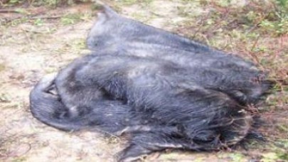 İstanbul Çatalca'da 150 kilo domuz eti!