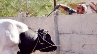 İğneli, kabzalı pusu