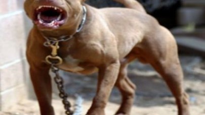 Kahvehanede dehşet anları