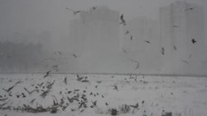 Kış ortasında yaşam savaşı veriyorlar!