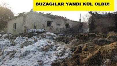 Çiftlik Yangınında 3 Buzağı telef oldu