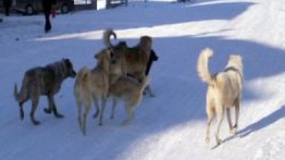 'Köpekler bizi mi yesin!'