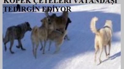 SAHİPSİZ KÖPEKLER VATANDAŞLARI TEDİRGİN ETMEKTE