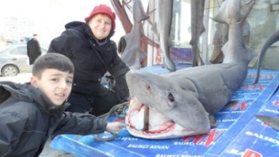 HAMSİ, KÖPEKBALIĞI GETİRDİ!