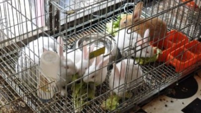 Hayvanlar Kurtarıldı...