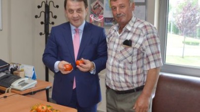 SEZONUN İLK DOMATESİ ÜRETİLDİ