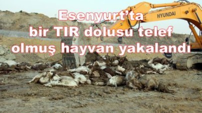 TIR dolusu telef olmuş hayvan