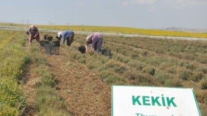 KEKİK VE FESLEĞEN HASATI GERÇEKLEŞTİ