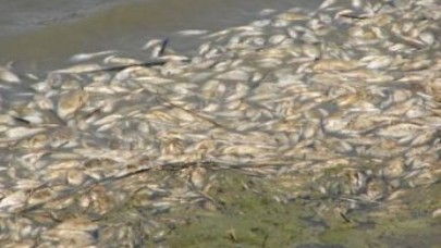 Çevre katliamına DUR diyen yok mu?