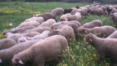 Kurban için  hazırlanırken yakalandılar