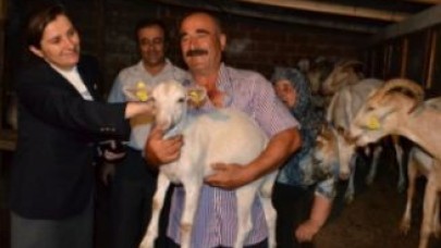 Çatalca köylüsüne Saanen Keçisi desteği  hızla sürüyor