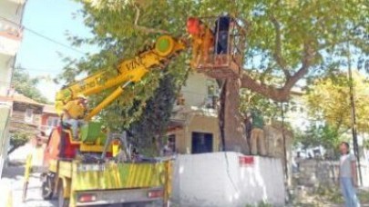 Asırlık çınar ağacı bakımdan geçirildi