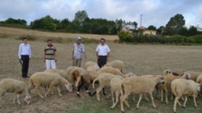 Çatalca'da kıvırcık koyun projesi