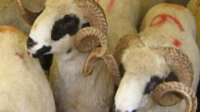 Kurbanlık fiyatlarında sürpriz gelişme
